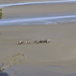randonne_mont_saint_michel_003